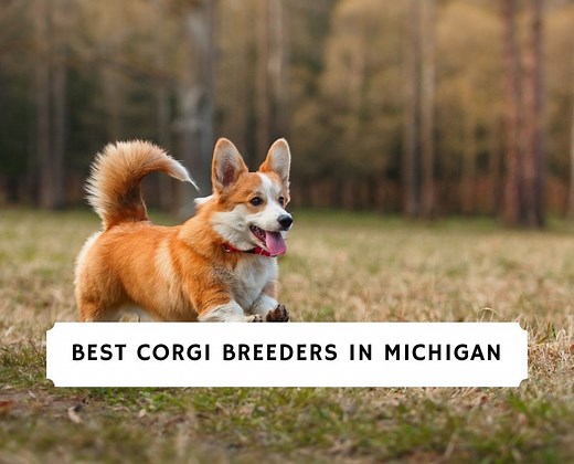 7 Best Corgi Breeders Breeders in Michigan! - We Love Doodles