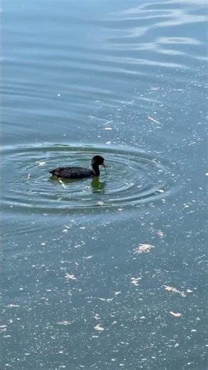 🦆 Quack Life: Inside the Coziest Duck Community You've Ever Seen