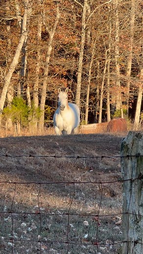 ❤️ It’s the little things in life that bring a smile to my face. Having this mare wanting to be around me is always a blessing! | KCS Barn Cleaning Services