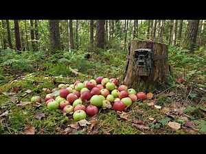 We Left a Pile of Apples in the Woods. Here's what happened! Trail Camera: The Apple Pile