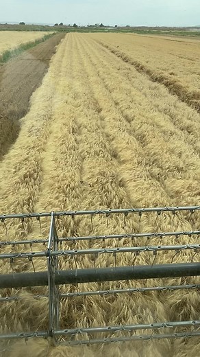 Harvesting Golden Wheat: A Glimpse of Modern Farming