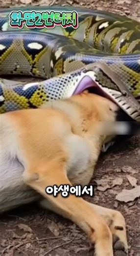 A 4-meter-long python that eats a puppy whole