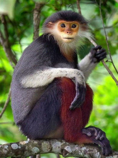 ¡El Mono Más Hermoso del Mundo 😍🌈 No Lo Vas a Creer! Datos Asombrosos!Icono de la moda del bosque🌿🐒