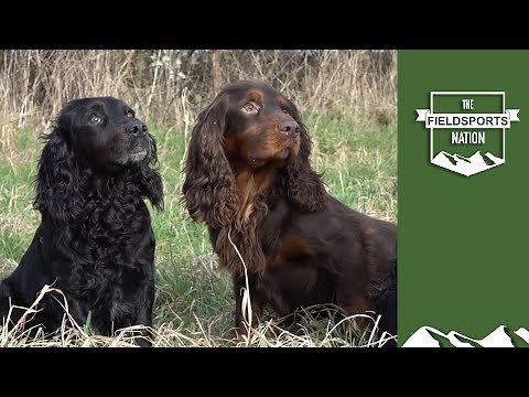 How to Get Dogs to Mate: Tips, Guidance, and Encouragement