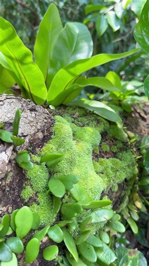 Nature Takes Over 🌿🍃 Beautiful Moss & Leaves in the Tropical Jungle | 4K