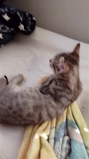 king hippo de punch-out on TikTok