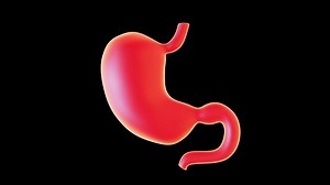3D Stomach Model Display