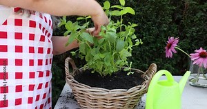 Garden workbench with female hands removing dry leaves on a freshly transplanted mint plant into a wicker flower pot against a background of green bushes, plastic watering can. Home gardening concept