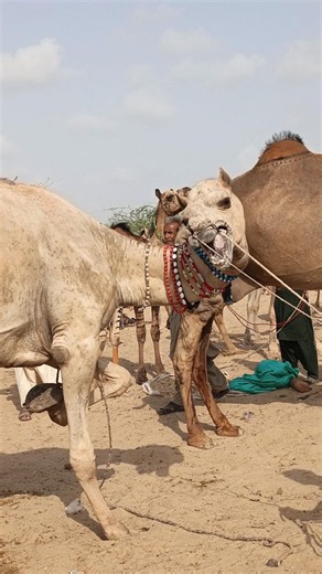 Stubborn Camel Refuses to Sit Down