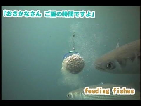 釣り場で見た魚の捕食シーン特集 怒涛の120個【水中カメラ映像】Feeding Fishes