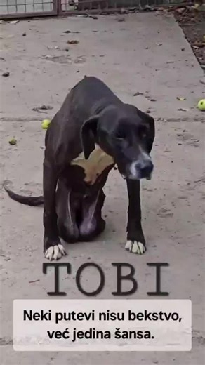 Tobi 💙 Neki putevi nisu bekstvo, već jedina šansa. Tobi ne ide u Englesku jer je tamo lepše, iako jeste lepo. Ide jer ga tamo neko čeka. Ovde je preživeo nemoguće. Telo ga je izdalo, pa doživelo njegovu osvetu. Preživeo je i neke gadne ljude i sebe samog. Ali psi ne broje ono što su izgubili. Oni vole onim što im je ostalo. I sada živi. Pola psa, šapuću. Njegov hirurg kaže da je ostala bolja polovina. I jeste. Vesela, okretna, radoznala, željna novih avantura. U Engleskoj ga čekaju ljudi koji z