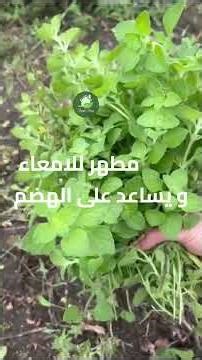 مانتا.. أقوى من النعناع! 🌿لتطهير القولون و مساعد للهضم...