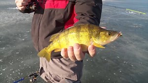 Ice fishing PERCH in South Dakota! 🧊 This is a clip from "Ice Fishing Jumbo Perch", which was filmed a few years back. Full episode 🔗 in the comments here. | AnglingBuzz
