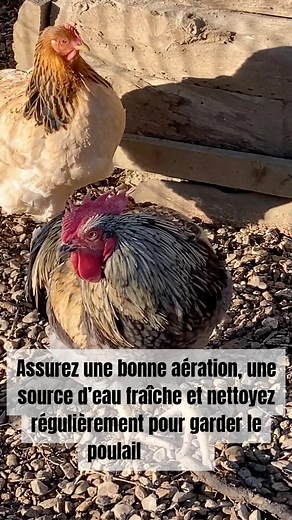54K views · 233 reactions | Comment préparer un poulailler sain et sécurisé | Astuces pour un Éco-Jardin | Facebook