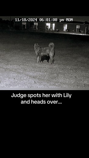 Recon Cat and Livestock Guardian Dog Team Up | Farm Adventure