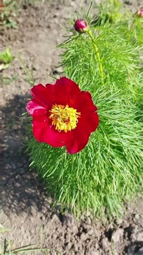 Does Anyone Know the Name of This Peony? 🌸 #springflowers #gardenflowers