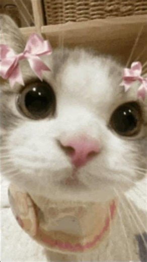 Cute cats #funny #animalcrossing #cat #music #funny #trend