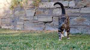 3.9K views · 352 reactions | Happy Cat Collection on Reels | Facebook