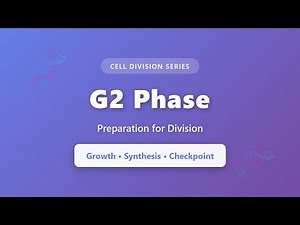 G2 Phase Explained: Final Preparation Before Cell Division | Cell Cycle Biology