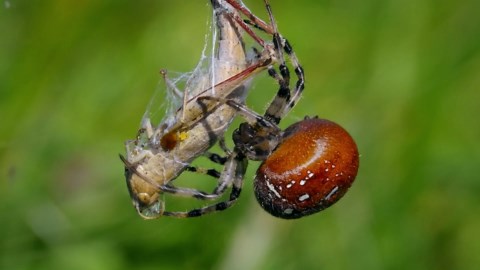 Insect Predator: Spider Faces Its Prey in the Wild