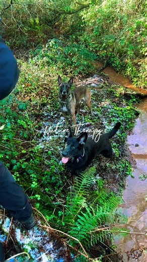 The Journey of Dog Breeding: From One to Two