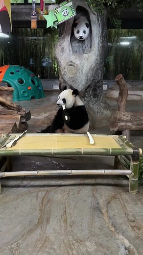 I ate my own bed, and I took it.#panda #pandas #pandababy #pandasakha #熊猫宝宝 #大熊猫搞笑日常 #大熊猫吃竹子