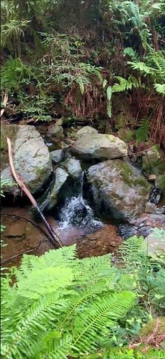 This California Trail Has a HIDDEN Ladder in the Redwoods 🪜 | Steep Ravine, Mount Tam