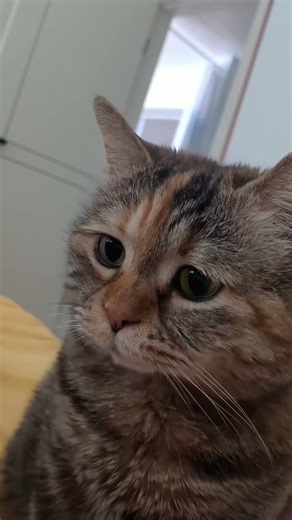 Are these even cats? 🐱😂 #cat #petsrule #babyanimals #petshub