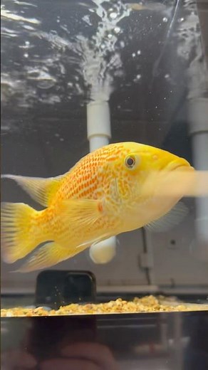 Beautiful Red Dovii (Wolf Cichlid)