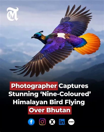 FAKHER E WAQALAT ASSOCIATES | A striking photograph captures a male Himalayan monal flying over Bhutan, its feathers glowing with shades of blue, green, purple, gold,... | Instagram