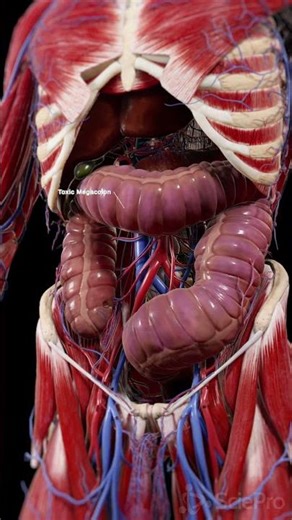 Toxic Megacolon: What Happens When the Colon Dilates #Shorts #Anatomy