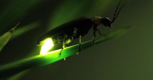 Utah farmer hoping to save firefly habitat from housing development