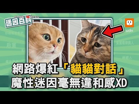 網路爆紅「貓貓對話」 魔性迷因毫無違和感XD｜貓咪｜網路｜迷因｜爆紅｜趣聞 ‪@mybk‬