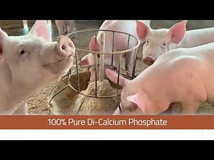 Learn about Simplot's Simphos® 21P Livestock Feed Supplement