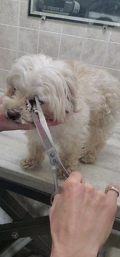 Trimming a dogs face with scissors demonstration, Malti-Poo, Maltese/Poodle, dog grooming from home