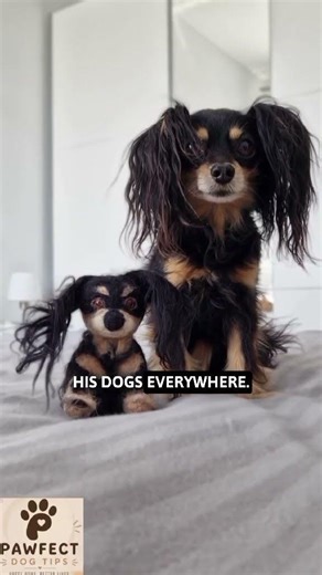 Pekingese: The Royal Dog Once Owned Only by Kings & Queens! 🐶✨#Pekingese #RoyalDog #DogFacts
