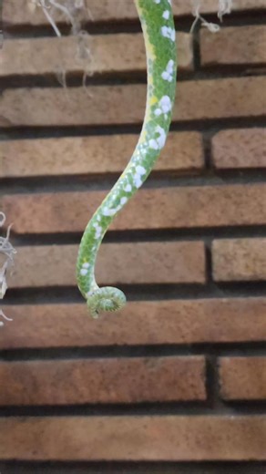 I missed a couple days, im just a guy. But here's a clip of the patriarch, 4x proven and sire to the clutch im establishing now. He has produced a great many animals, some of y'all have them. I want to take a moment to thank everyone who has supported me on my journey over the past 5 years. I wouldn't be here without each one of you. 🫶🍻 Merry Christmas and here's to a fantastic 2026! This is Tundra ♂️❄️❄️ Southern Green tree python - morelia viridis Follow Lucky Leviathans here and on IG #rept