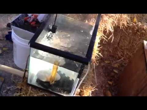 How to DIY Spirulina grow your own at home