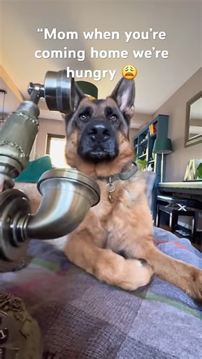 German shepherd POV: Mom, when are you coming home?