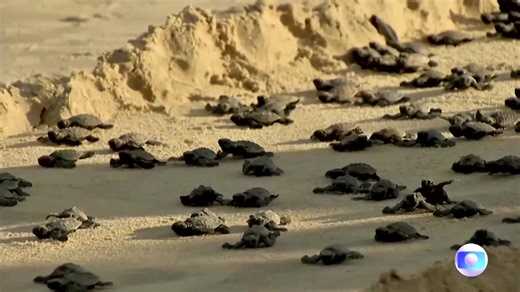 45K views · 1.4K reactions | Brazilians help dozens of sea turtle hatchlings make their way into the ocean to mark International Turtle Day | Reuters | Facebook