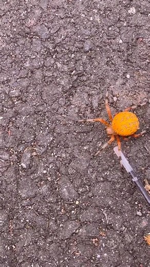 It’s a female pumpkin spider! #funfacts #spider #halloween #spoopy #science | Md Vazquez