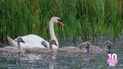 The hidden survival strategy of swan families