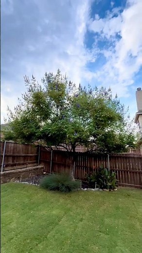 The Secret to a 3rd Vitex Bloom (Don’t Make This Fall Mistake!)