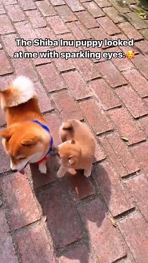The Shiba Inu puppy looked at me with | I Love My Shiba Inu