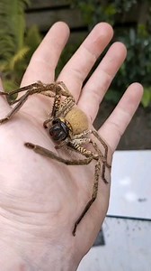 How is this beautiful harmless huntsman spider one of our deadliest in Australia? | Black Snake Productions