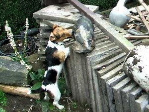 Jack Russell Terrier attacks badger (Dave van dog)