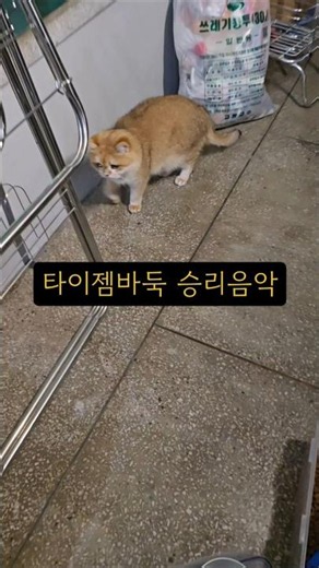 타이젬바둑 승리음악 #타이젬 #바둑 #승리음악 #브리티쉬숏헤어 #고양이 #냥이 #타이젬바둑 #브금 #타이젬음악