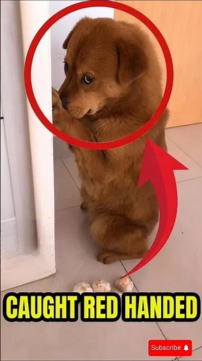 Guilty Dogs Caught in the Act | Funny Dog Reactions #guiltydog #funnydogs #dogreaction
