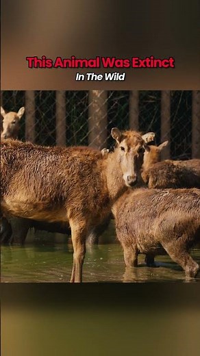 This Is An Extinct Animal