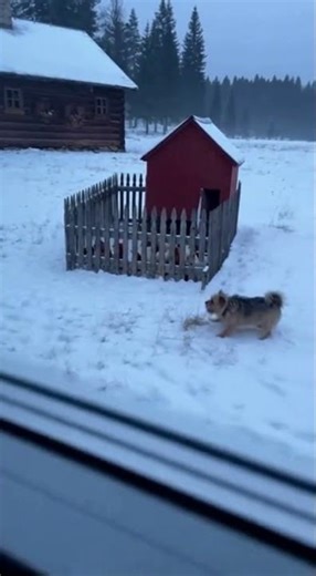 Tiny Dog Fights Off Wolf to Save Family! #wildliferescue #animals #funny